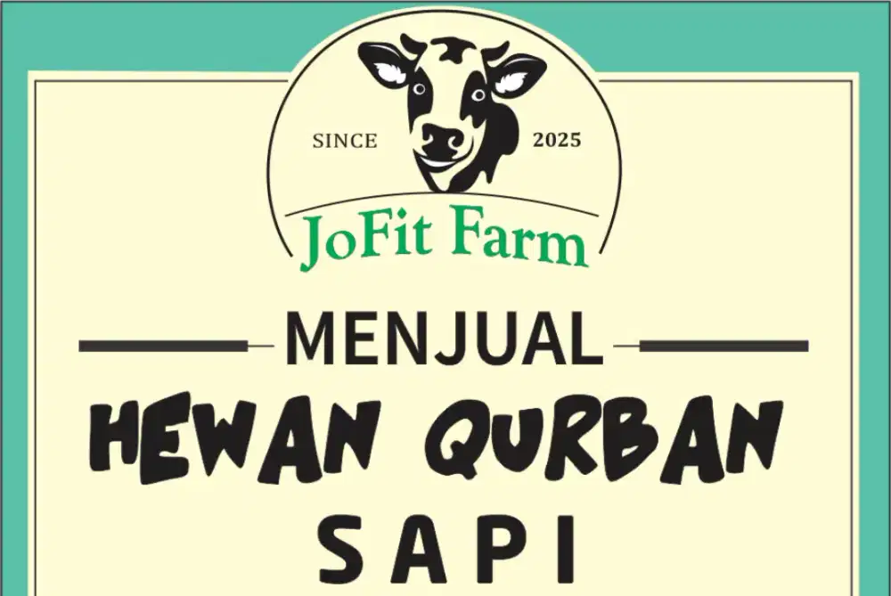 Sapi Qurban - Bobot -/+ 340kg