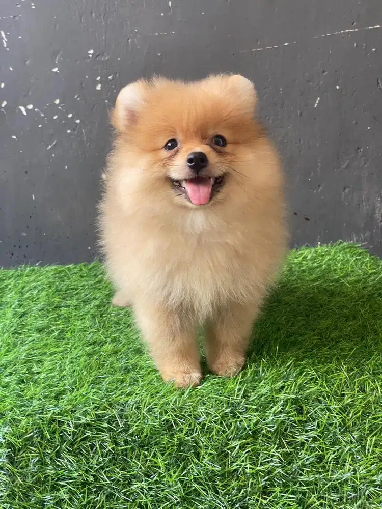 Anjing pom pomeranian jantan warna brown (coklat)