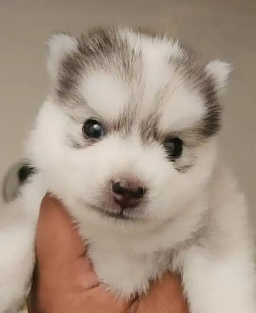 Puppy Alaskan Malamute mix Lucu Fluffy cocok untuk peliharaan di rumah