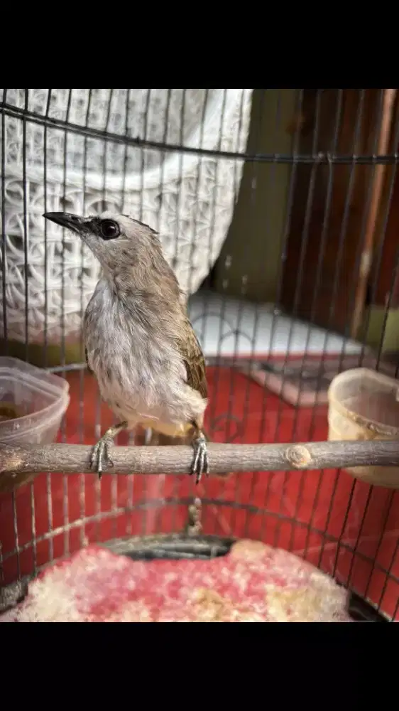 Trucukan Jinak Rajin Ngeropel