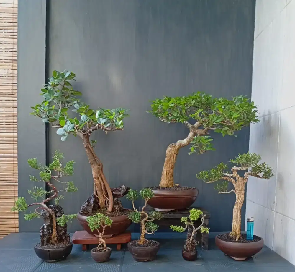 Borongan murah bonsai hias 7 pot