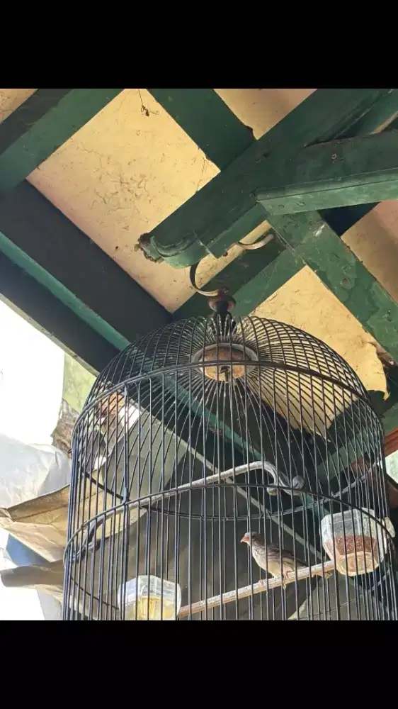 Burung Sanger Rajin Ngeroll