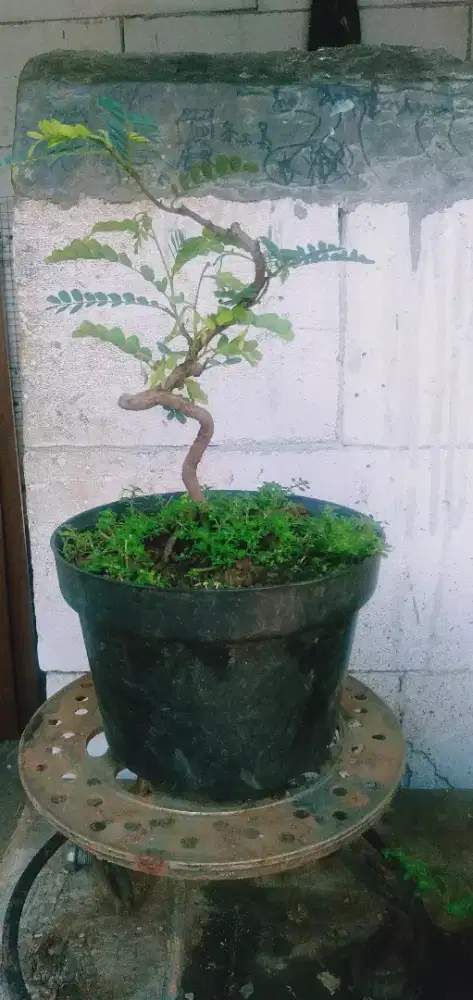 Bahan bonsai asem Jawa