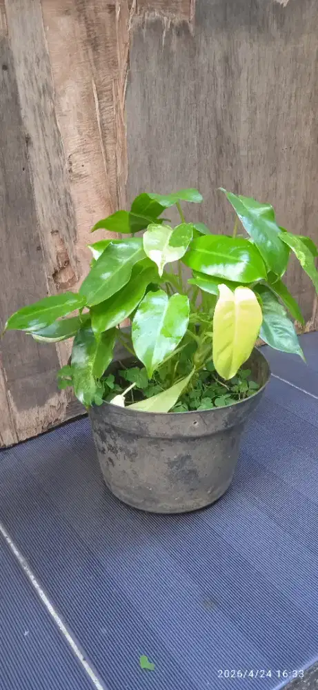 Pohon brekele varigata