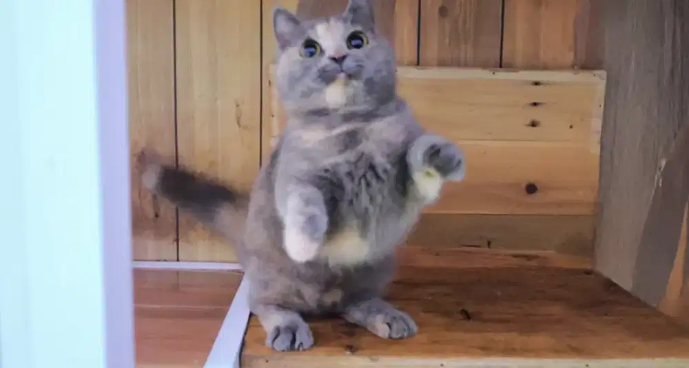 Kucing munchkin bsh blue tortie betina calon indukan