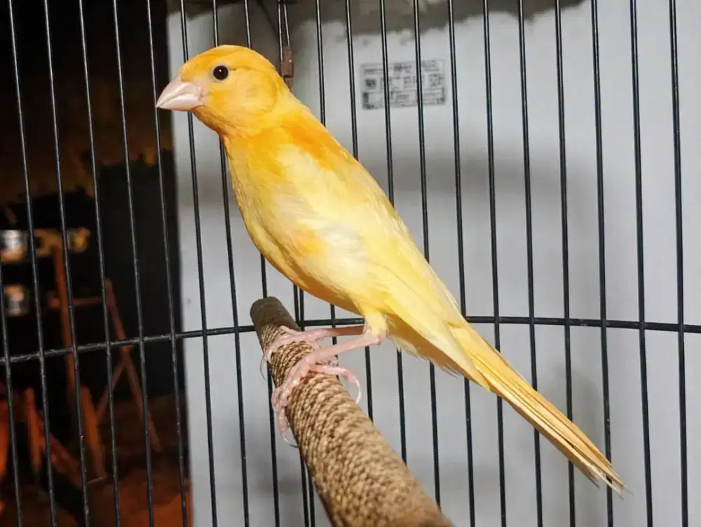 Kenari Jantan Paud Riwikan