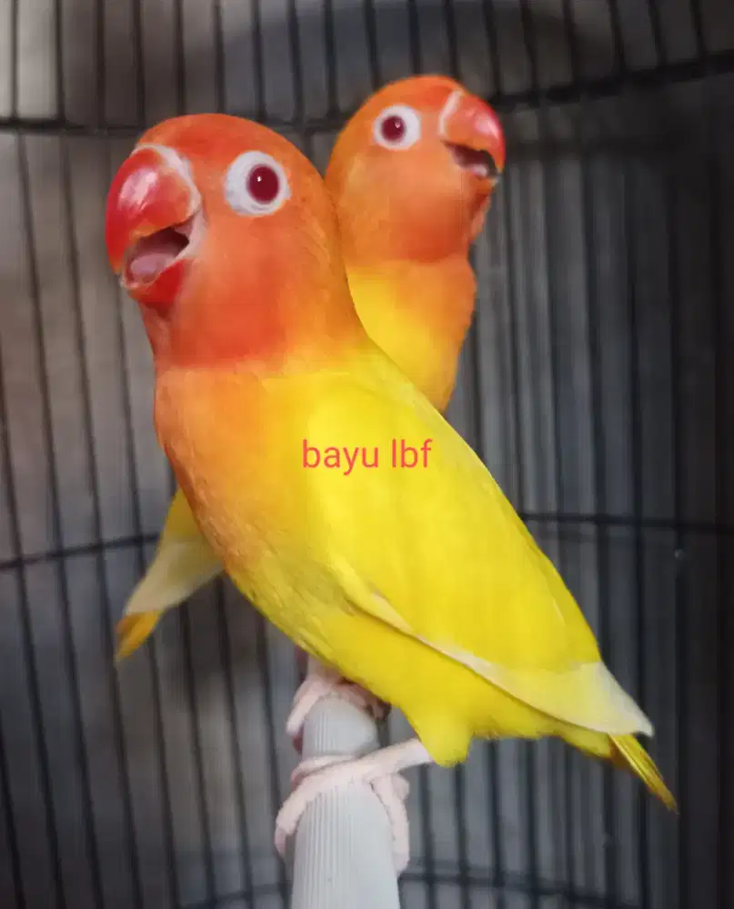 Burung Lovebird love bird Lutino MM paud