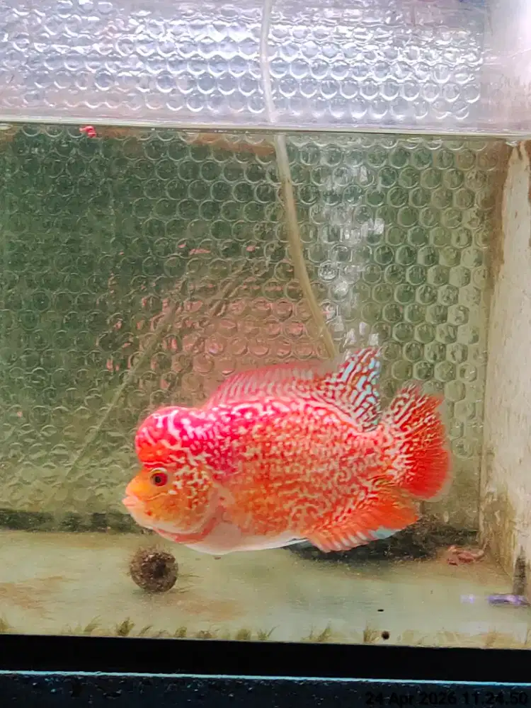 ikan lohan golden base gb cencu 13cm super