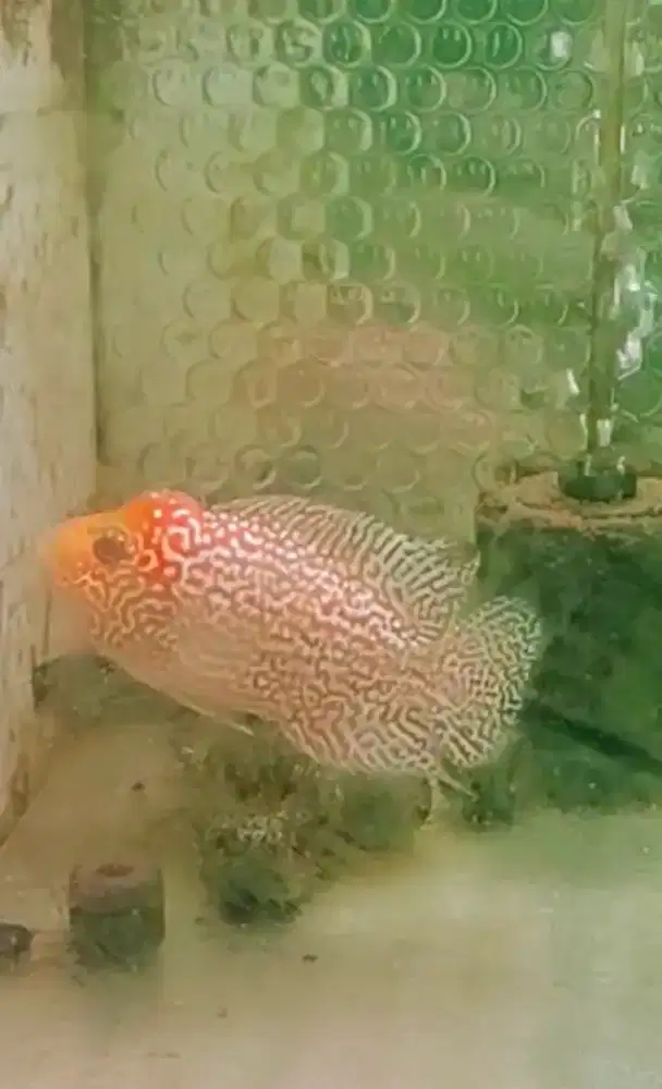 ikan lohan gb cencu golden base cencu 10cm ekor lebar mewah