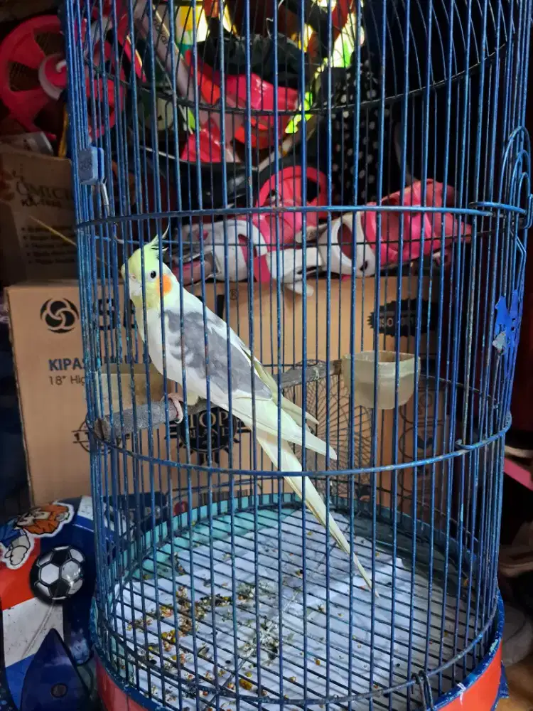 Parkit Australia Falk. Sehat, Dewasa, Gacor