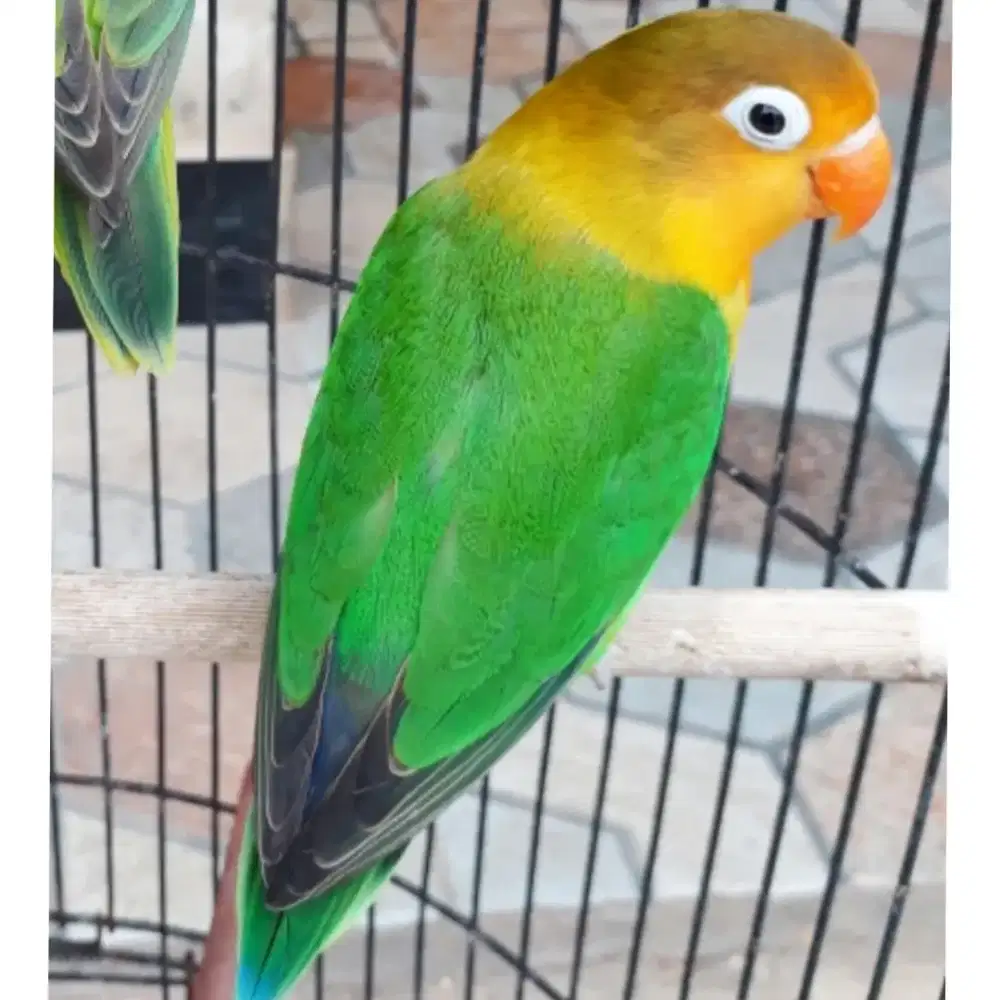 2 ekor Lovebird betina dewasa