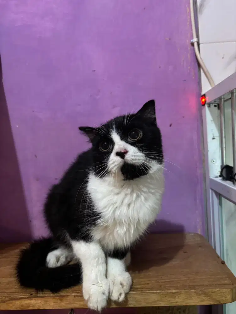 kucing scottish fold