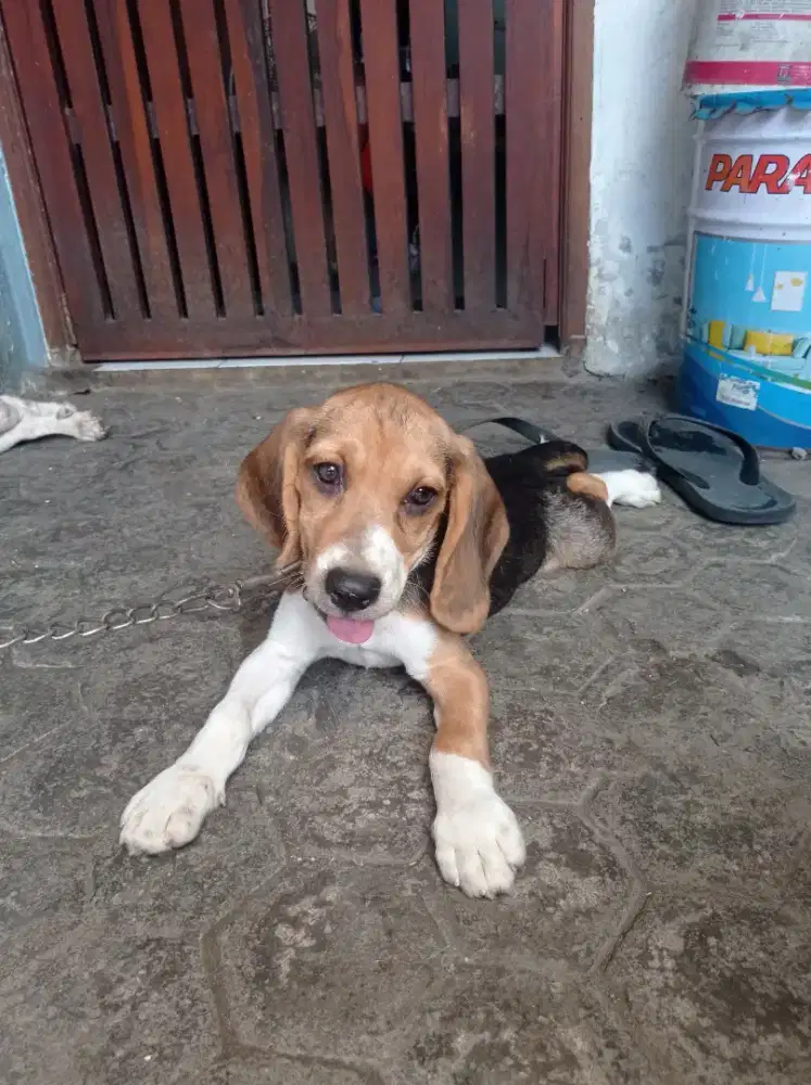 Beagle betina.sudah vaksin 5L