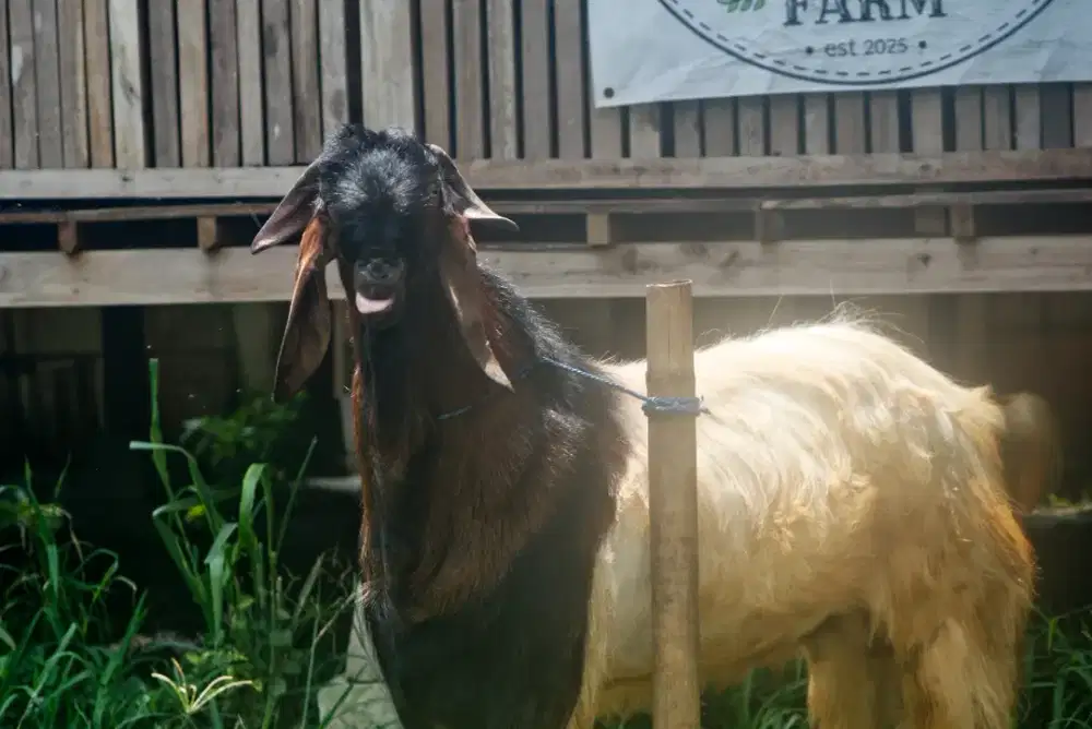 Jual Hewan Qurban Idul Adha Jabodetabek Murah