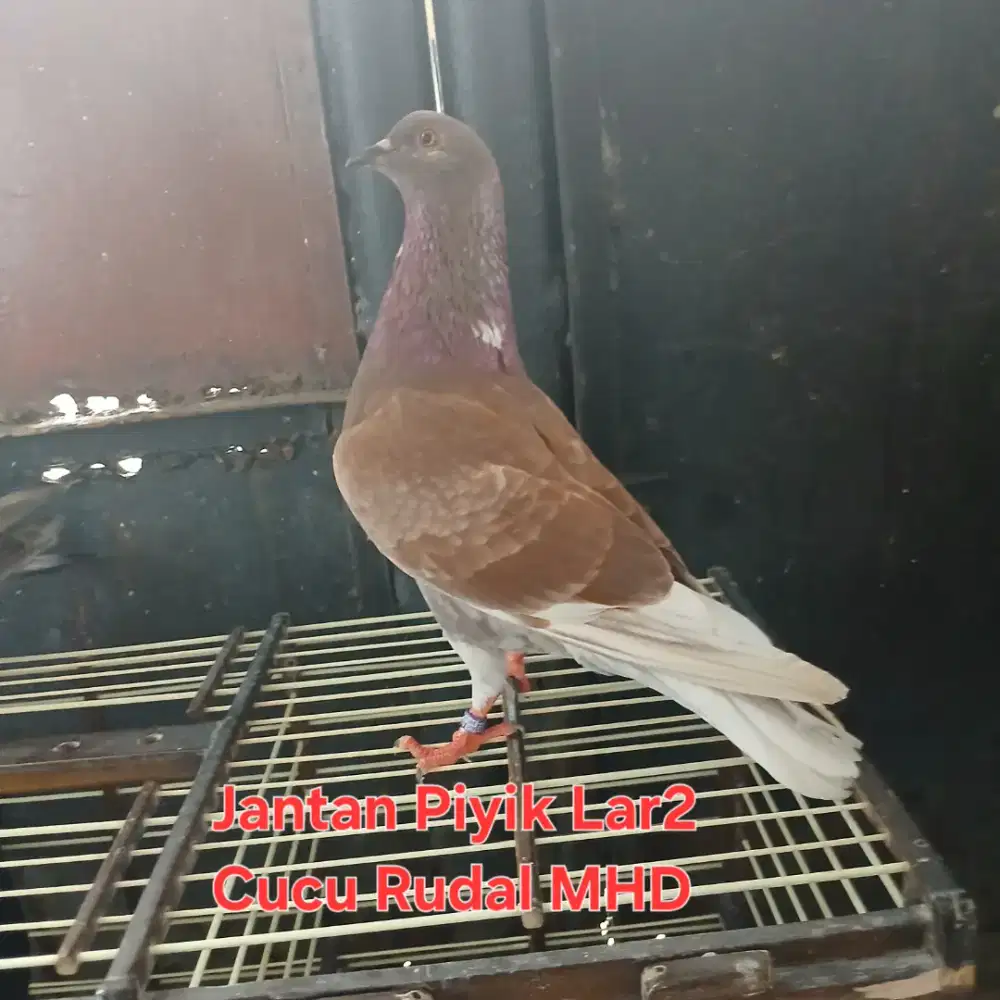 Burung MerPati Dara Trah