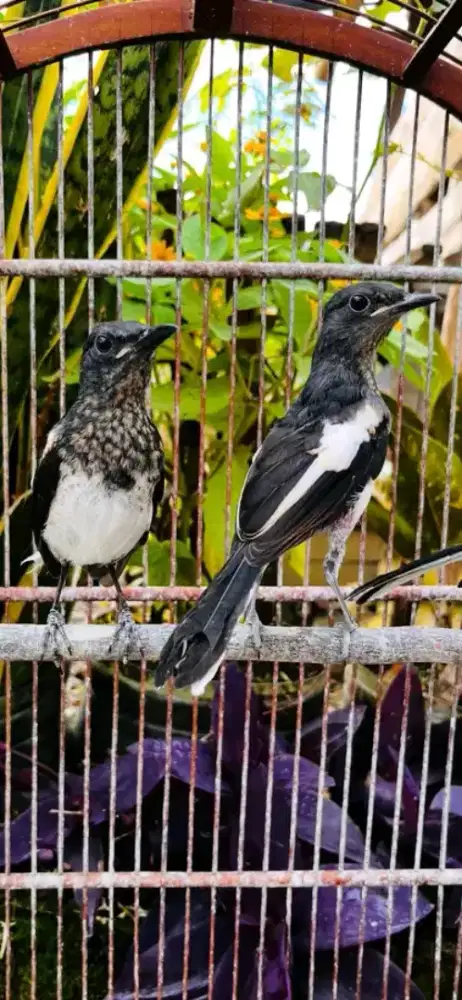 Kacer trotol jantan 2 ekor mandiri