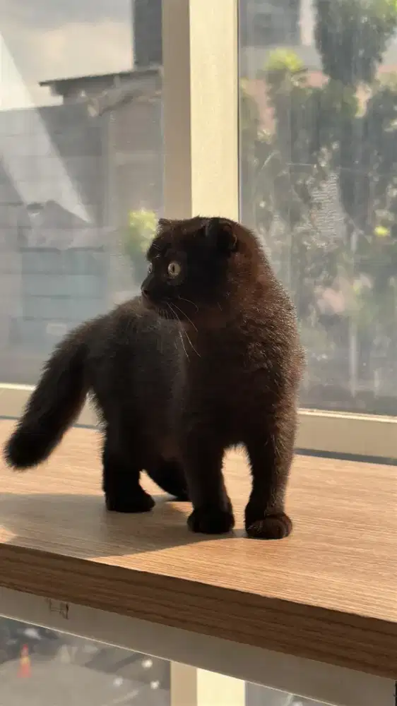 Scotiesh fold betina