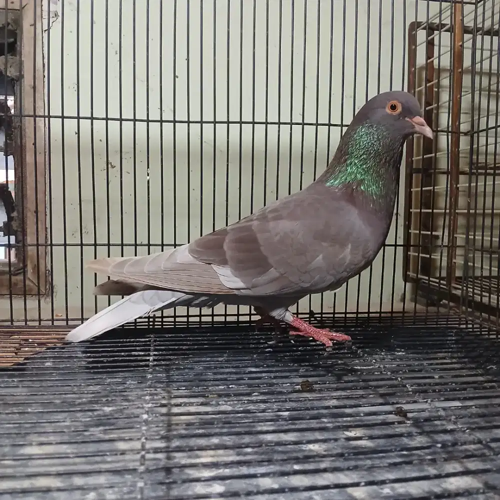 Burung Merpati Trah Juara