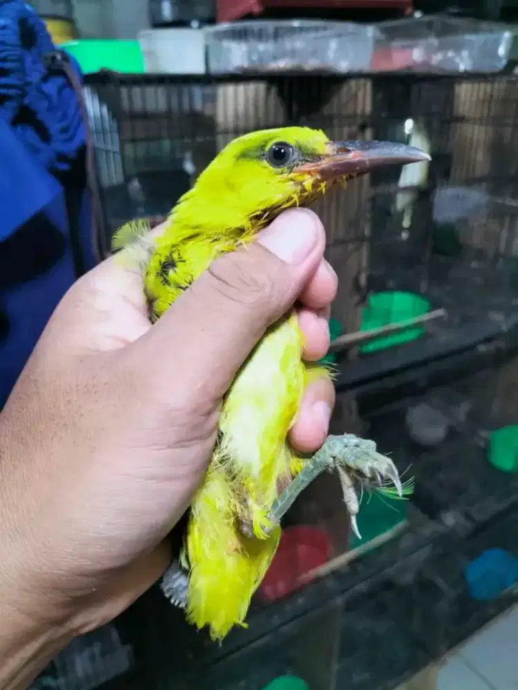 Kepodang mas bali anak jantan mulus