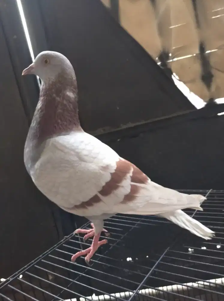 Burung Merpati Dara Trah Juara