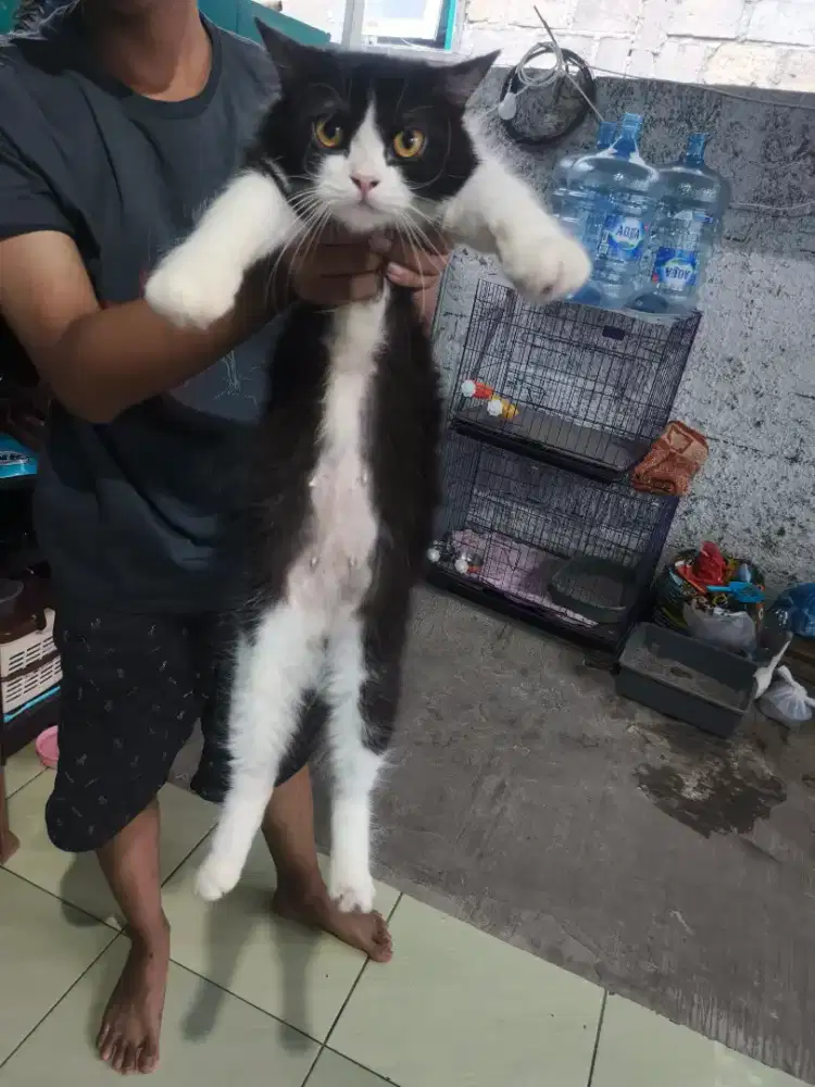 open adopt indukan persia medium