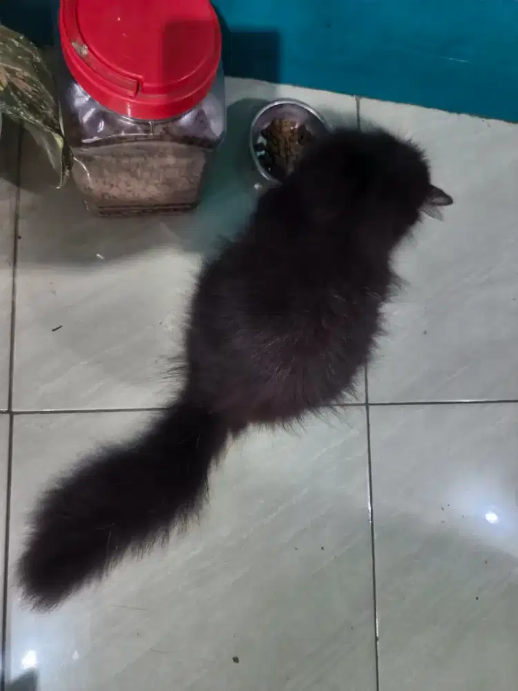 open adopt indukan persia medium