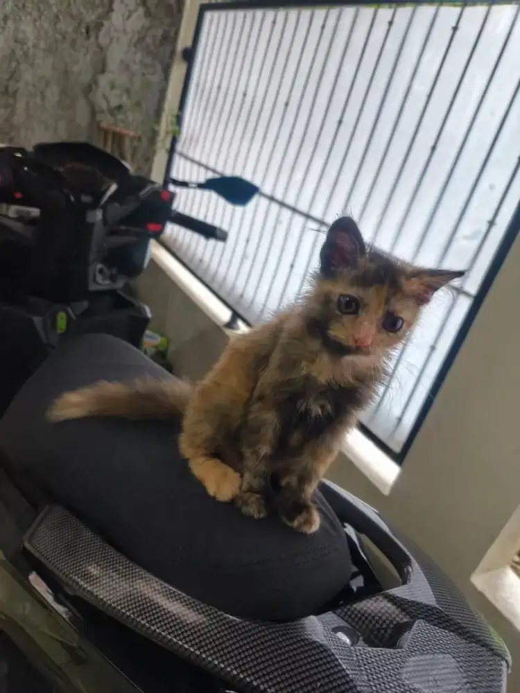 open adopt kitten persia medium bigbone betina