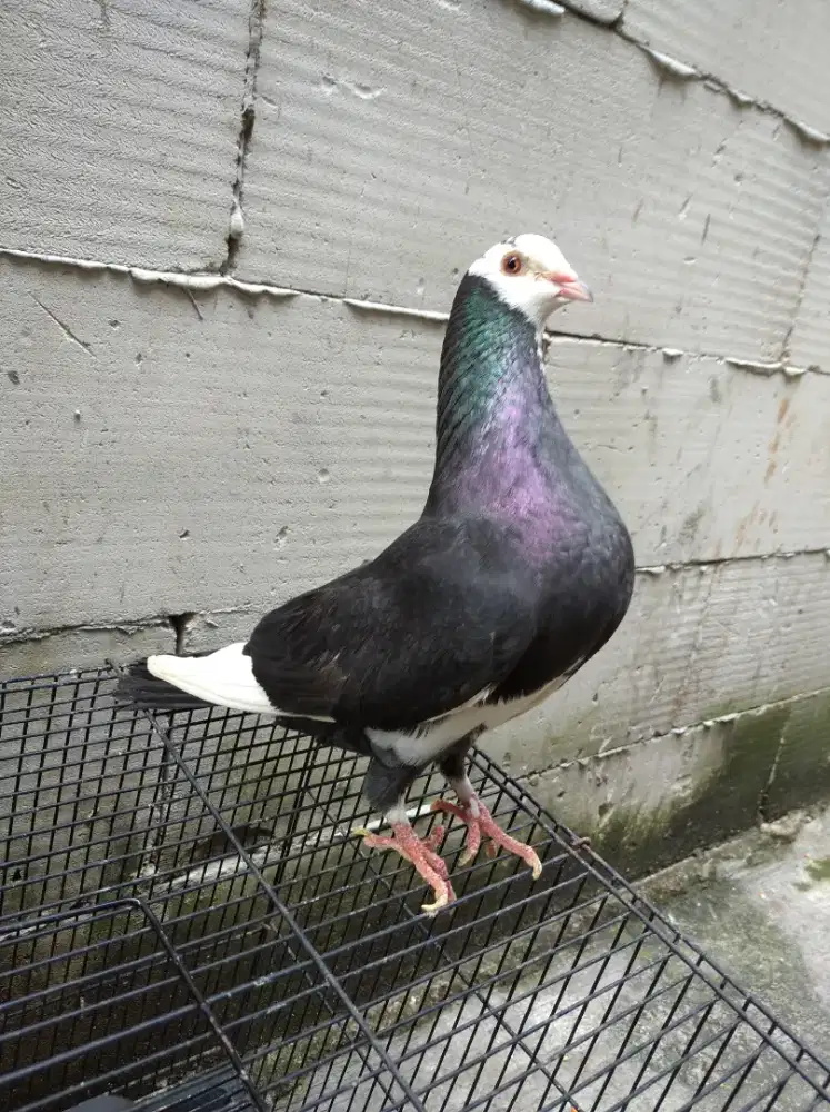 Burung Merpati Dara Trah