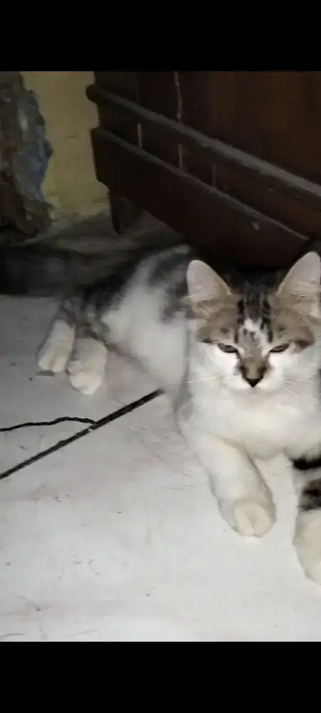 Anabul bulu kemoceng