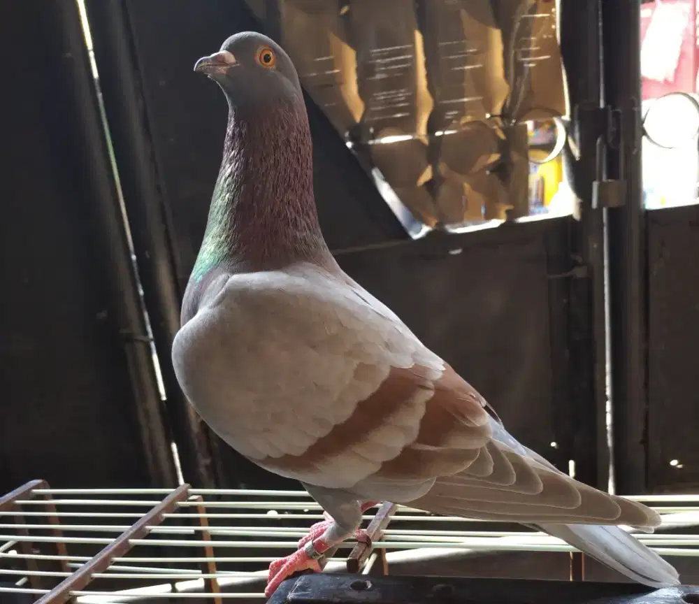 Burung Merpati Dara Trah Juara