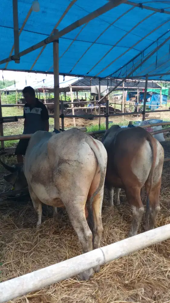 Sapi untuk Shohibul kurban