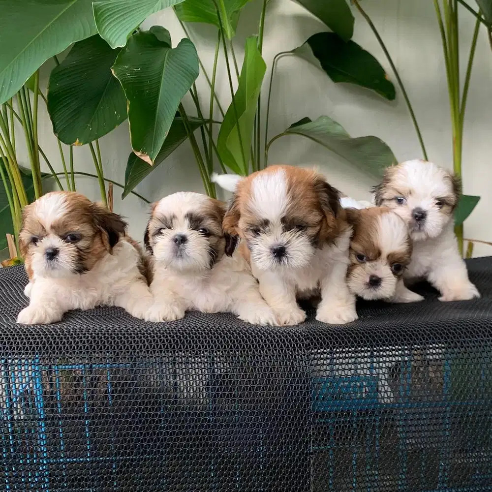 surabaya Anjing shihtzu shih tzu shitzu shitsu sitzhu