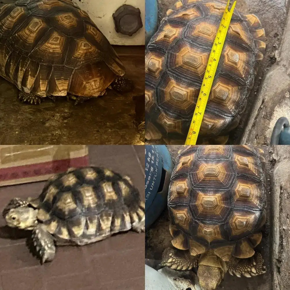 *FOR SALE* Tortoise Sulcata Betina