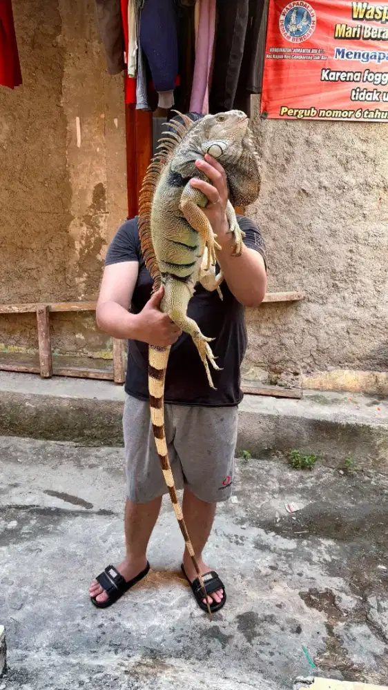 Iguana jantan jumbo.