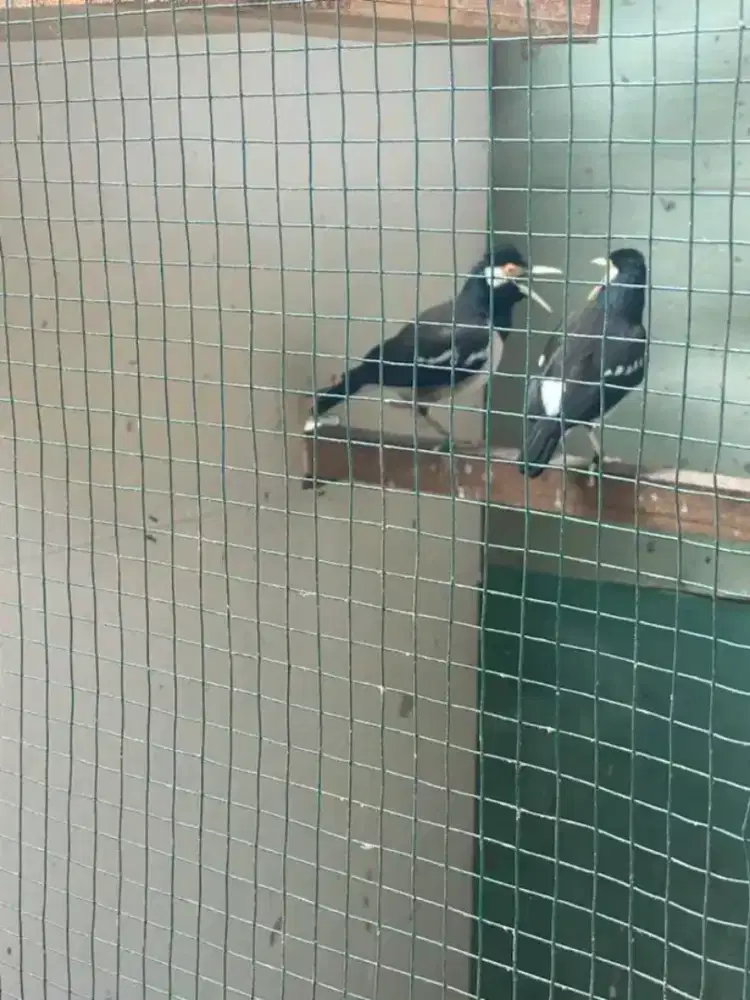 Sepasang jalak suren jawa bawa anak 3 ekor