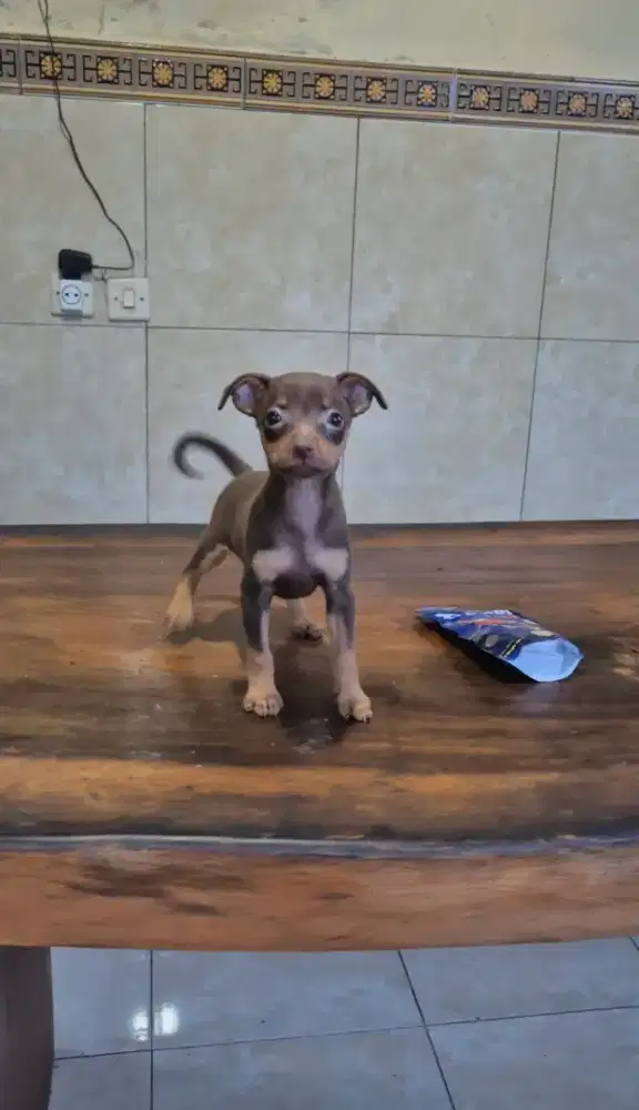 minipincher betina cakep