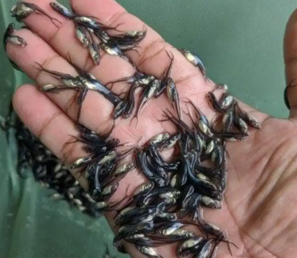 ikan kecil untuk pakan ikan predator atau lain lain