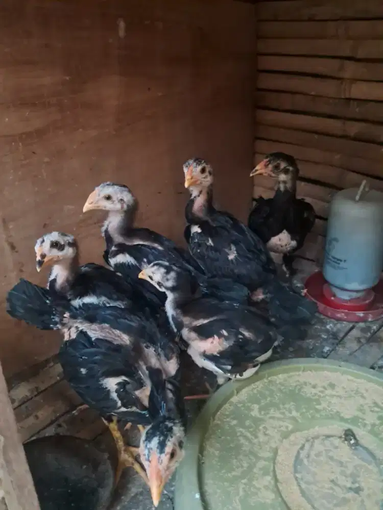 Anak ayam bk mangon 1 bln