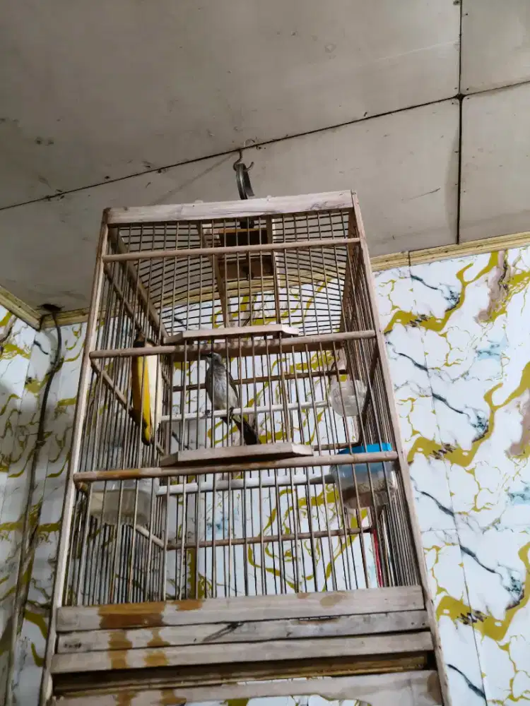 Crukcuk fullset mkn Pur total