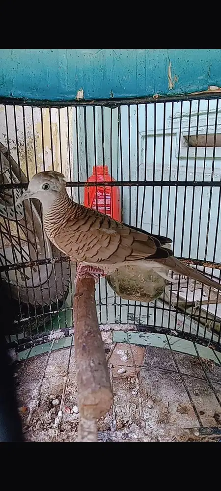 perkutut jantan silangan dtg sendiri pake ring vol juozz wungkul