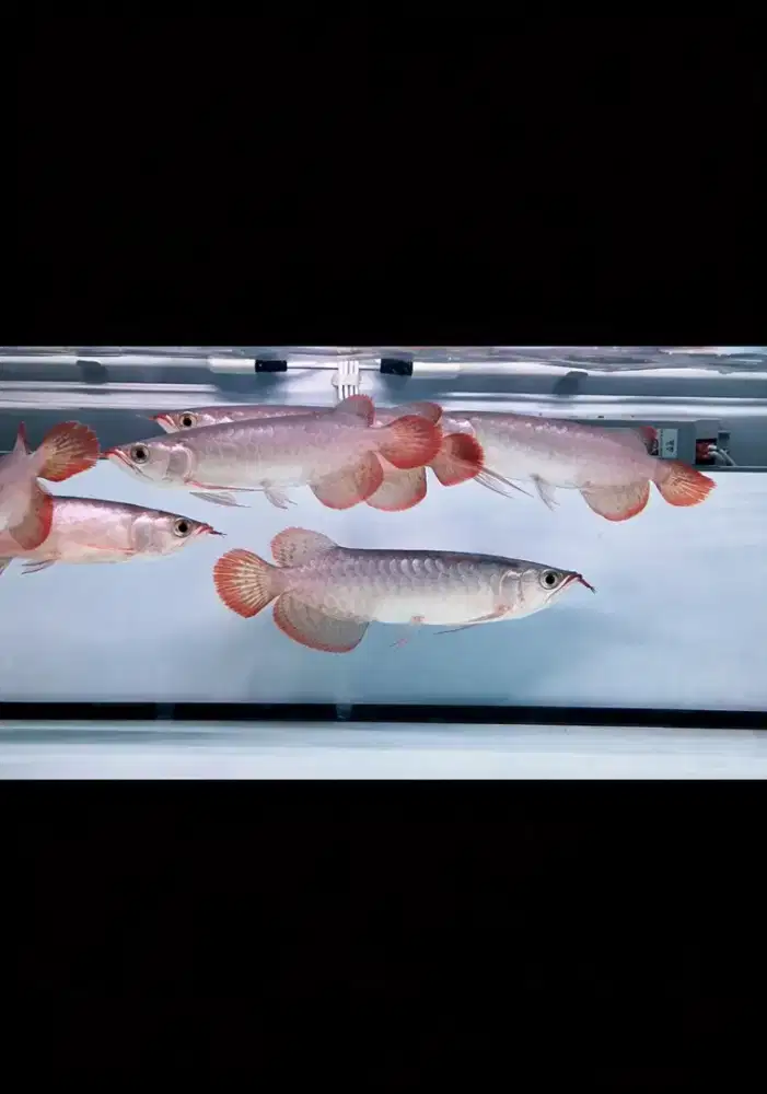 Arwana super red sepauk 18cm