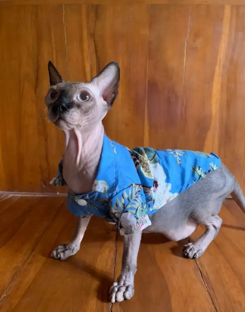 Sphynx jantan 2 tahun jago pacak