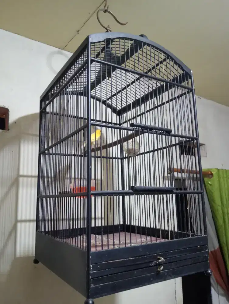 Burung kenari kuning