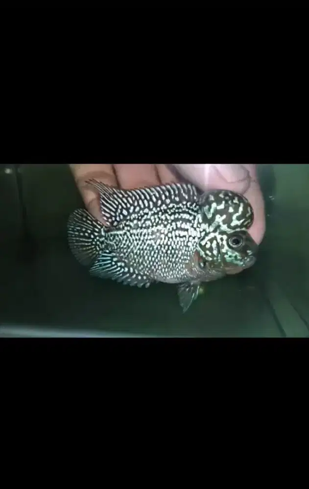 Louhan kamfa mata putih