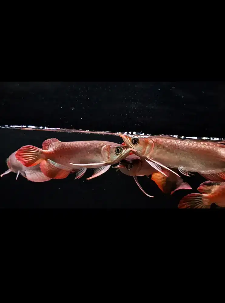 Arwana super red locality riau