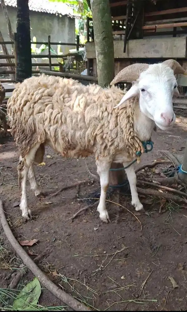 Kambing untuk Qurban
