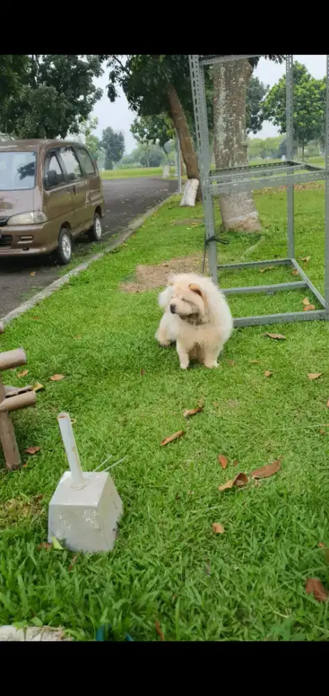 Jual anjing Chow chow