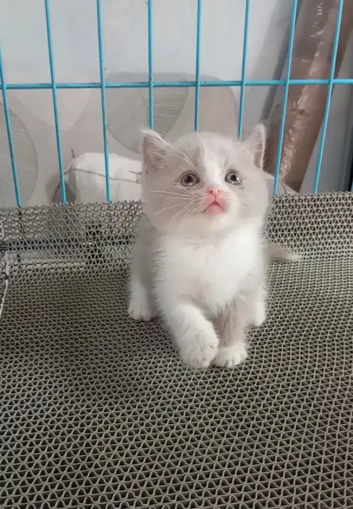 BRITISH SHORTHAIR/BSH LILAC BICOLOUR