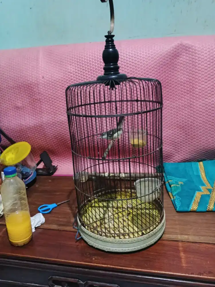 Prenjak putih betina rawatan lama