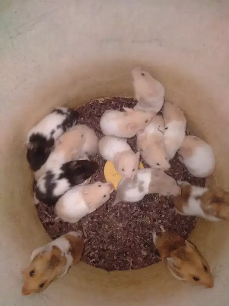 Hamster jinak jenis Syrian